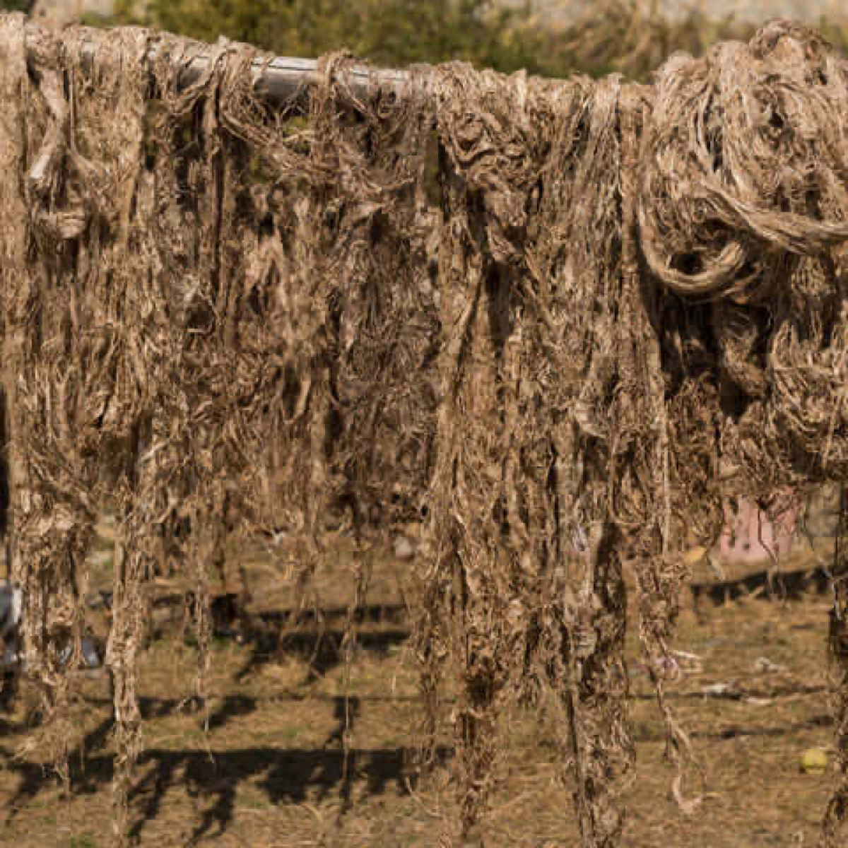 Hemp: From Past to Future Raw Material